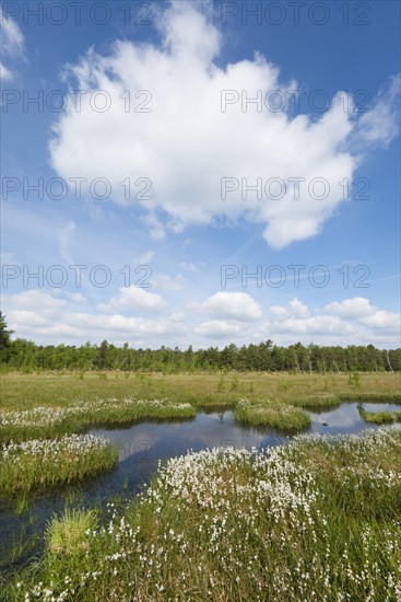 Common cottongrass (Eriophorum angustifolium)