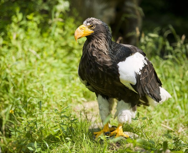 Steller's sea eagle (Haliaeetus pelagicus)