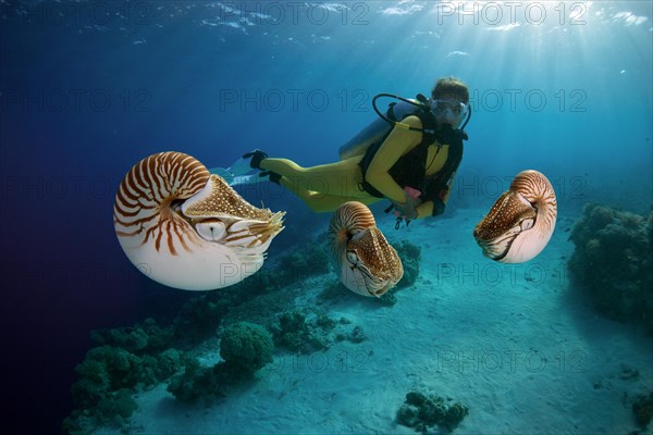 Scuba diver watching Palau Nautiluses (Nautilus belauensis)