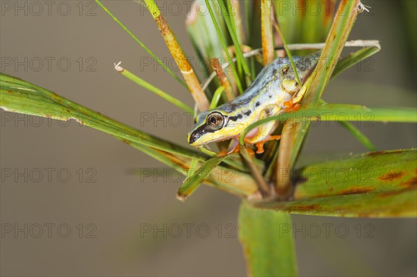 Blue-back Reed Frog (Heterixalus madagascariensis)