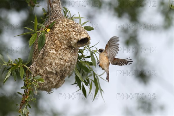 Penduline Tit (Remiz pendulinus)