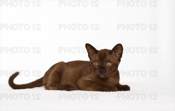 Burmese cat