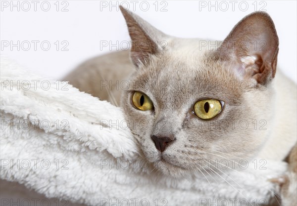 Burmese cat