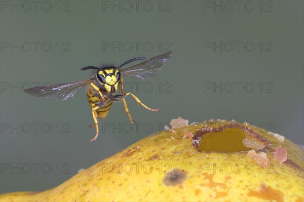 German wasp (Vespula germanica) flies on a pear