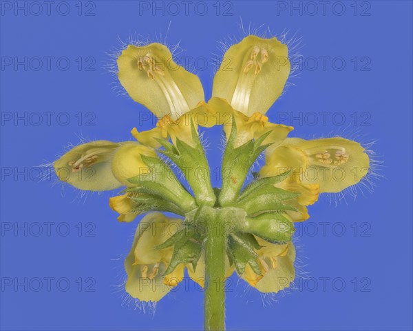 Yellow archangel (Lamium galeobdolon) against a blue background