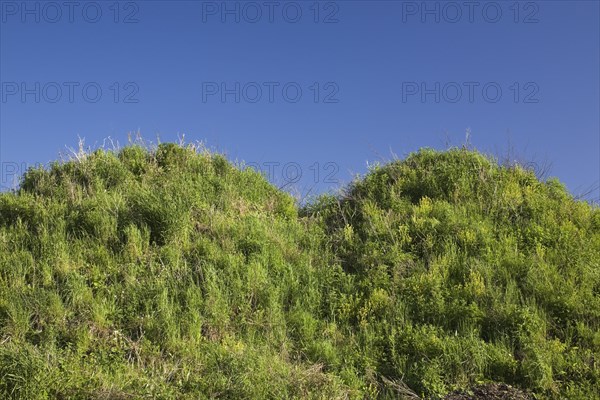 Green plants growing on top of two mounds of topsoil in a commercial sandpit at springtime