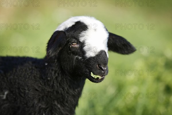 Black and white lamb grazing in a meadow