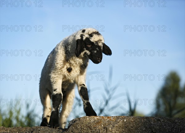 Black and white lamb standing on a rock