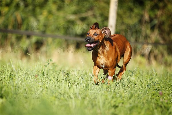 Rhodesian Ridgeback