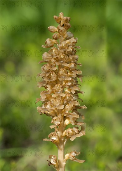 Bird's-nest Orchid (Neottia nidus-avis)