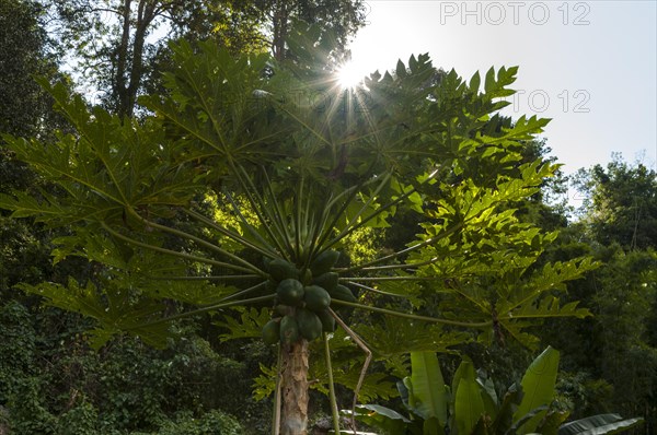 Papaya tree (Carica papaya)