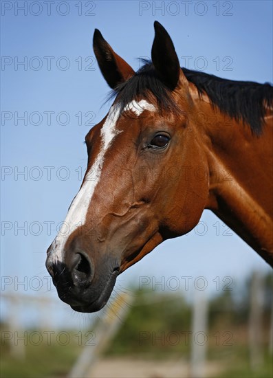 Brown mare Wielkopolska