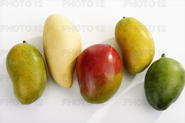 Various varieties of Mango (Mangifera indica)