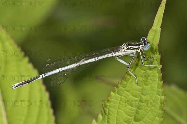 White-legged Damselfly or Blue Featherleg (Platycnemis pennipes)