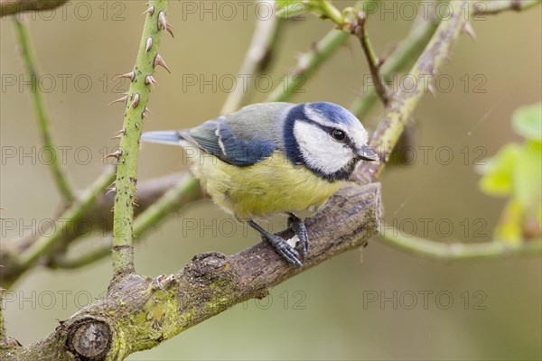 Blue Tit (Cyanistes caeruleus syn Parus caeruleus)