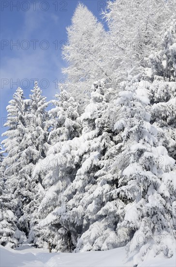 Snow-covered spruce trees (Picea abies) and larch trees (Laryx decidua)