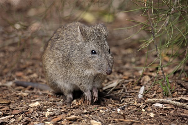 Long-nosed potoroo (Potorous tridactylus) adult