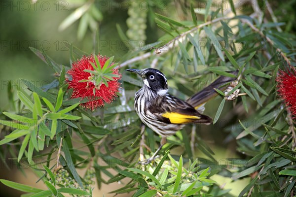 New Holland honeyeater (Phylidonyris novaehollandiae)