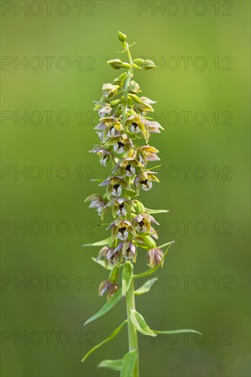 Broad-leaved Helleborine (Epipactis helleborine)