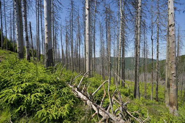 Dead spruce (Picea abies) infected and damaged by the European spruce bark beetle (Ips typographus) and young regrowing forest