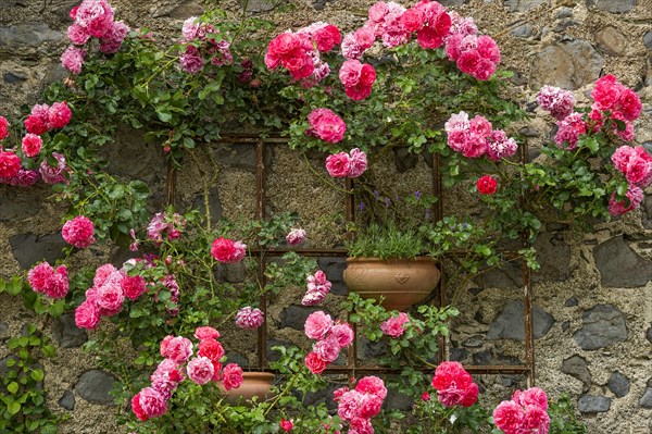 Rambler roses and lavender