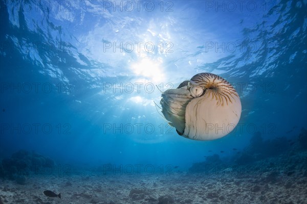 Nautilus (Nautilus belauensis)