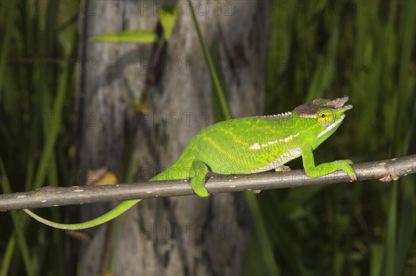 Canopy Chameleon (Furcifer willsii)