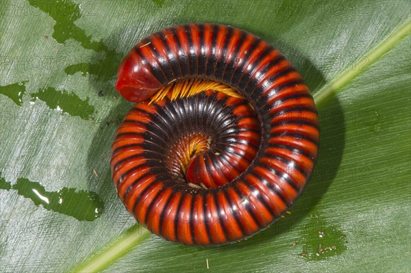 Giant Madagascar Millipede (Aphistogoniulus hova)