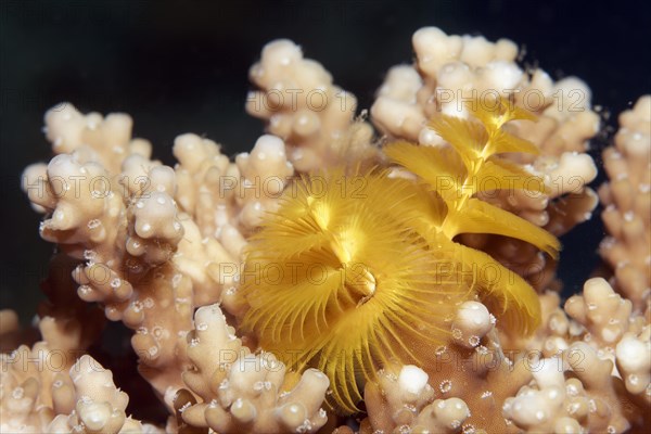 Christmas tree worm (Spirobranchus giganteus) on Acropora-stone coral (Acropora sp.)