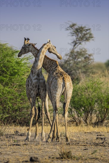 Angolan Giraffes (Giraffa camelopardalis angolensis)