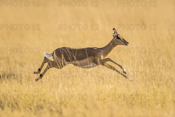 Impala (Aepyceros melampus)