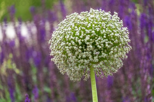 Ornamental leek (Allium sp.)