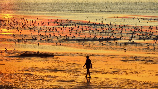 Walkers and seagulls