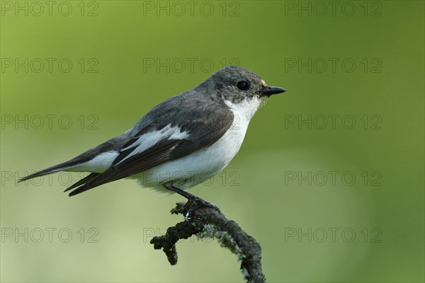 European Pied Flycatcher (Ficedula hypoleuca)