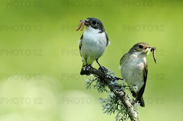 European Pied Flycatcher (Ficedula hypoleuca)