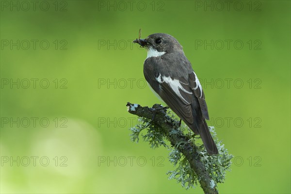 European Pied Flycatcher (Ficedula hypoleuca)