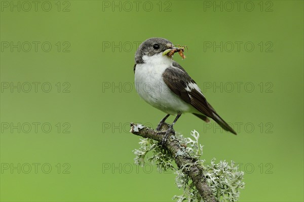 European Pied Flycatcher (Ficedula hypoleuca)