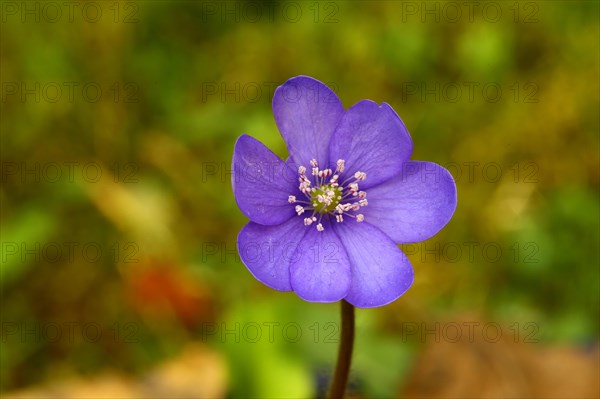 Liverwort (Hepatica nobilis) in beech forest