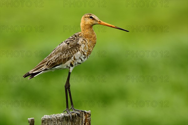 Black-tailed godwit (Limosa limosa) on a fence post