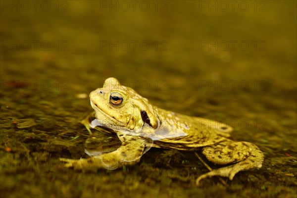 Common toad (Bufo bufo) in water