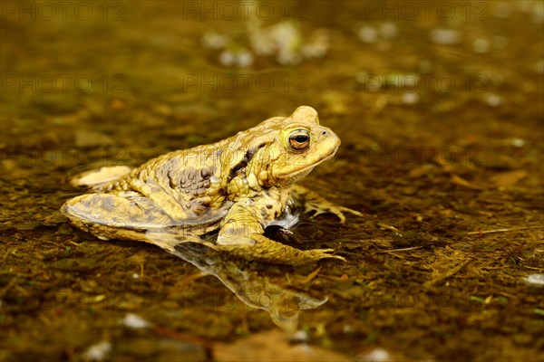 Common toad (Bufo bufo) in water