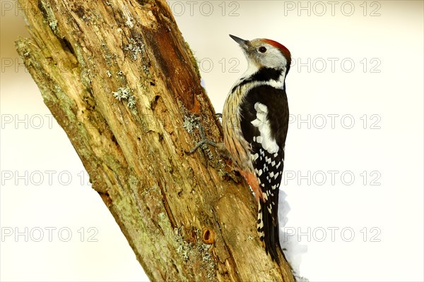 Middle Spotted Woodpecker (Dendrocopos medius)