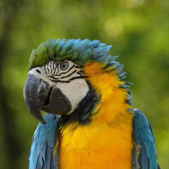 Blue and yellow macaw (Ara ararauna)