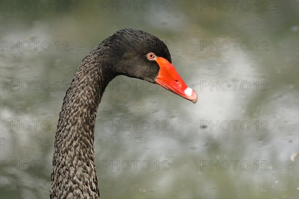 Black swan (Cygnus atratus)