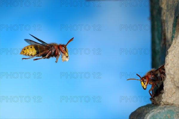 European hornet (Vespa crabro)