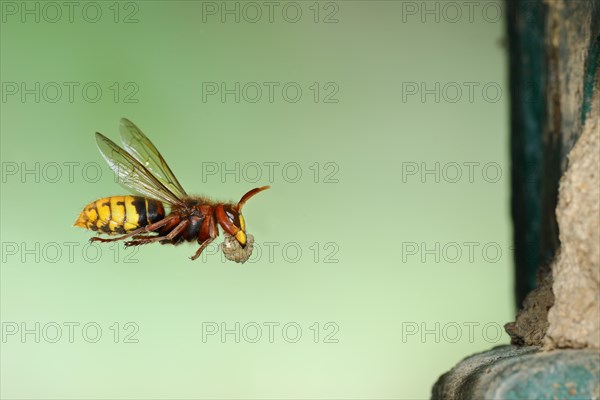 European hornet (Vespa crabro)