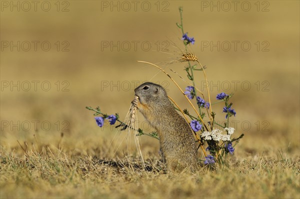 European Suslik (Spermophilus citellus) feeding a barley ferry