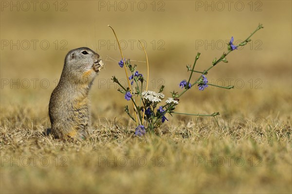 European Suslik (Spermophilus citellus) feeding a barley ferry