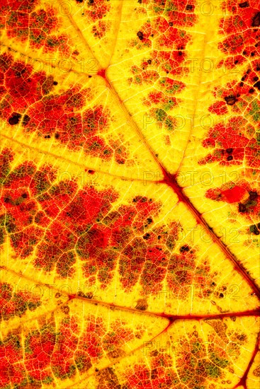 Vine leaf red and yellow in autumn