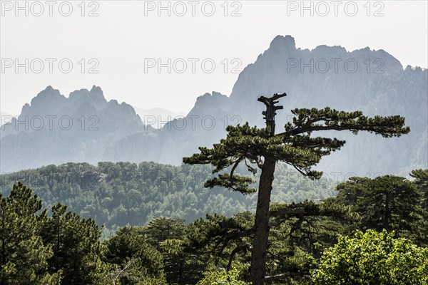 Mountain massif with rocky peaks and pines